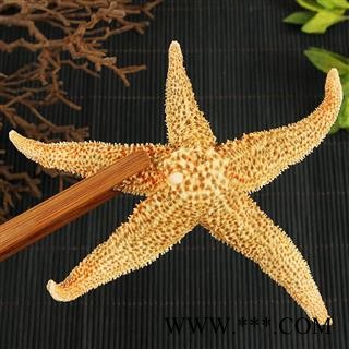 中药材刺棘海星海五星 海盘车海星干货煲汤泡酒料图3