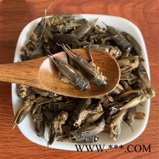 蟋蟀干 蛐蛐夜鸣虫将军虫秋虫将军干蟋蟀干中药材图3
