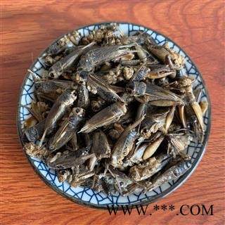 蟋蟀干 蛐蛐夜鸣虫将军虫秋虫将军干蟋蟀干中药材图4