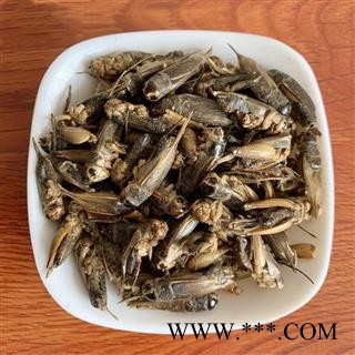 蟋蟀干 蛐蛐夜鸣虫将军虫秋虫将军干蟋蟀干中药材图2