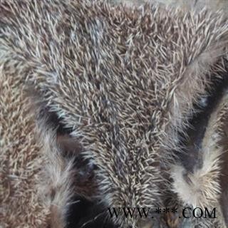 刺猬皮 选 产地 山东省图2