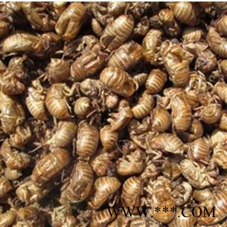 蝉蜕 保证质量蝉蜕净货 过筛，无杂质  产地 山东省图2