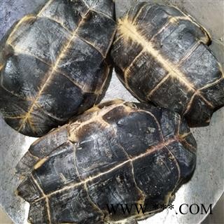 龟甲 产地直销新货旱龟板，去肉干净无杂，实物拍摄 产地 湖北省图2