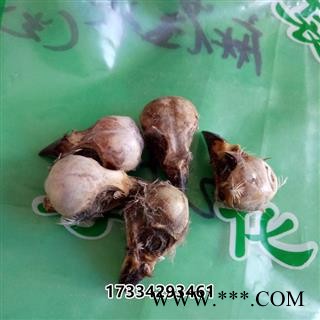 中药材麻雀脑 冷背药材去毛麻雀头 老家雀头原生药材晒干图2