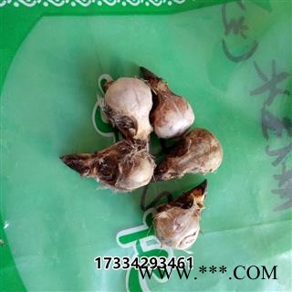 中药材麻雀脑 冷背药材去毛麻雀头 老家雀头原生药材晒干图3