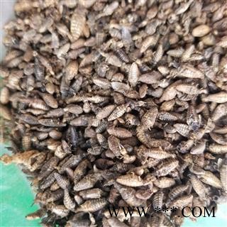 金沙牛 蚁狮 砂牛虫 沙谷牛图3