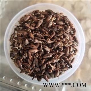 金沙牛 蚁狮 砂牛虫 沙谷牛图4