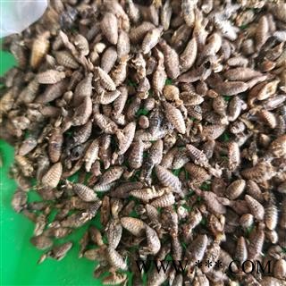 金沙牛 蚁狮 砂牛虫 沙谷牛图2