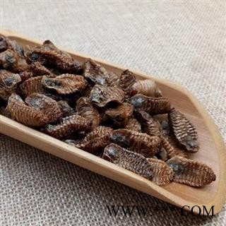 蛴螬 土蚕虫子 老母虫 核桃虫 粪虫 中药材图2
