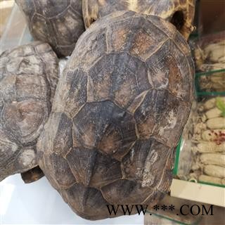 瑞森药材行龟壳整个龟壳 底盖都有龟壳摆件16公分左右图3