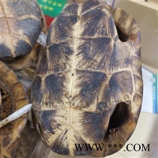 瑞森药材行龟壳整个龟壳 底盖都有龟壳摆件16公分左右图4