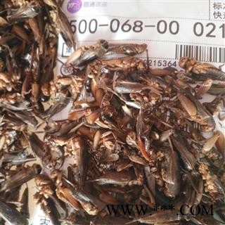 诺源药材行正品中药材蟋蟀 蛐蛐  产地 山东图2