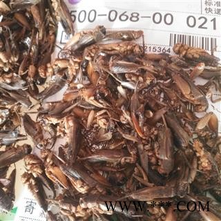 诺源药材行正品中药材蟋蟀 蛐蛐  产地 山东图3