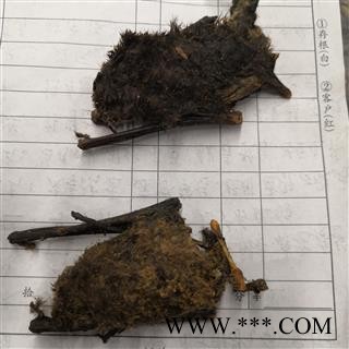 新辉药业 精选蝙蝠 夜明砂 整只干品 另有蚕沙图2