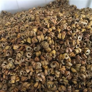 耳环石斛 大统  产地 云南省 新店上线 价格低廉图2