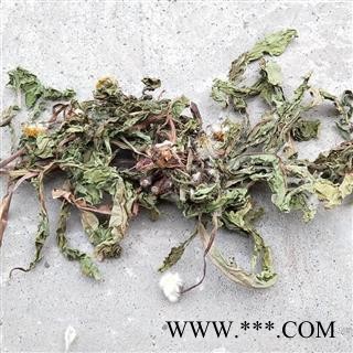 蒲公英 野生蒲公英绿色统货 成株带根带花含量高 产地直销图2