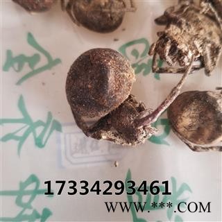 蝇虎 大黑蜘蛛 药用 蜘蛛 黑蜘蛛 狼蛛 圆蛛网虫 扁蛛园蛛图4