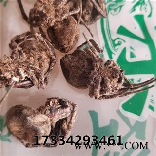 蝇虎 大黑蜘蛛 药用 蜘蛛 黑蜘蛛 狼蛛 圆蛛网虫 扁蛛园蛛图3