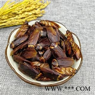 中药材 蟑螂 蟑螂干 偷油婆 美洲大蠊粉图2