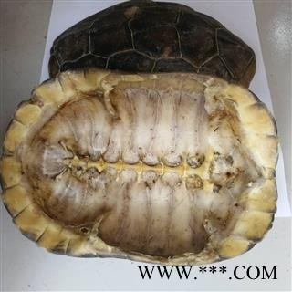 九盛堂中药材 龟甲 龟壳 龟上甲 龟板图4