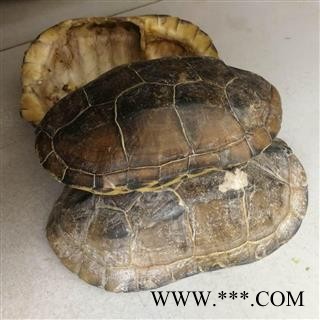 九盛堂中药材 龟甲 龟壳 龟上甲 龟板图2