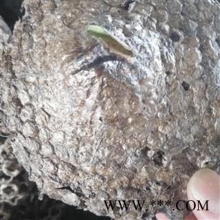 诺源药材行蜂房 露蜂房 蜂肠 马蜂窝 蜂巢 马蜂包图2