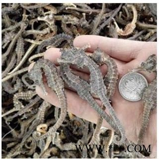 海马 清水海马1克 产地 福建省图2