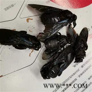 瑞森药材行 竹蜂 乌蜂 熊蜂 象蜂 咸竹蜂虫图2