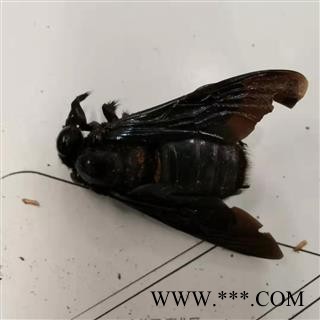 瑞森药材行 竹蜂 乌蜂 熊蜂 象蜂 咸竹蜂虫图3