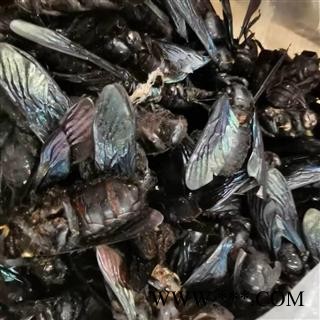 瑞森药材行 竹蜂 乌蜂 熊蜂 象蜂 咸竹蜂虫图4