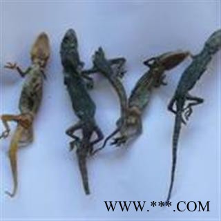 壁虎 选 产地 河北省保定市安国市图2