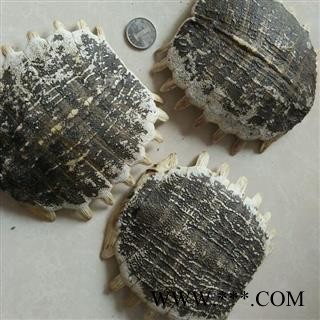 诺源药材行鳖甲 甲鱼壳 上甲鳖壳 团鱼甲 鳖盖子 龟板图2