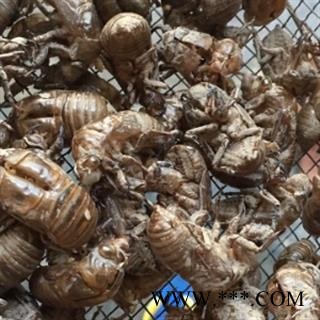 诺源药材行中药材水洗蝉蜕  优质蝉蜕图2