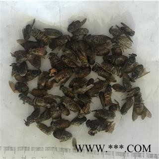 新辉药业优质牛虻虫 牛苍蝇图2