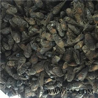 新辉药业优质牛虻虫 牛苍蝇图3