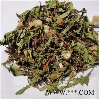 蒲公英 家种蒲公英灰绿色统段 产地 山西省图2