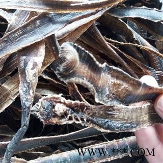 地龙 广地龙全开个 产地 广东省图2