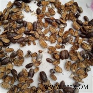 鼠妇虫 统 产地 江苏省图2