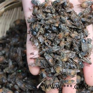 圣草康园牛虻虫  陕西 不掺假 蜚虻 牛蚊子 牛苍蝇 瞎虻虫新货大个图3