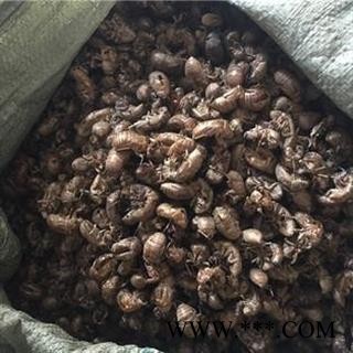 新辉药业中药材蝉蜕 蝉衣 知了皮图3