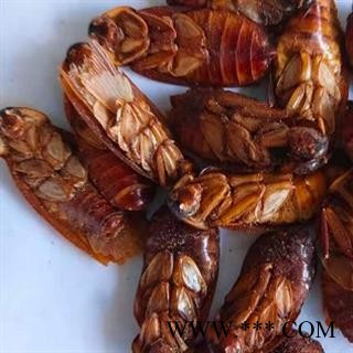 中药材蟑螂 烘干无菌大蟑螂 正品无硫  安国中药材批发零售大全图4