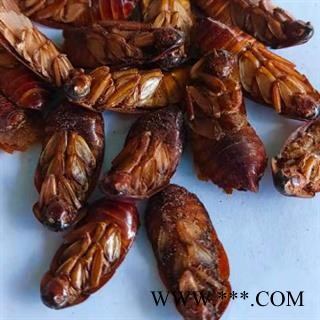 中药材蟑螂 烘干无菌大蟑螂 正品无硫  安国中药材批发零售大全图2