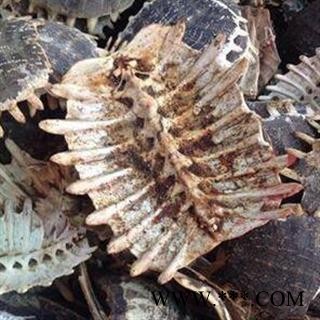 鳖甲     江西省图2