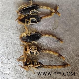 全蝎 山东盐水全蝎秋货新货上市 淡盐 大个 肚子瘪无加重 干度9成产地 山东省泰安市市辖区图4