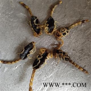 全蝎 山东盐水全蝎秋货新货上市 淡盐 大个 肚子瘪无加重 干度9成产地 山东省泰安市市辖区图2