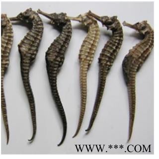 海马 海马3克无增重 产地 福建省图2