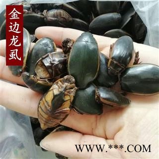 中药材龙虱 金边龙虱 龙虱粉 水鳖虫 射尿龟图3