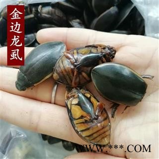 中药材龙虱 金边龙虱 龙虱粉 水鳖虫 射尿龟图2