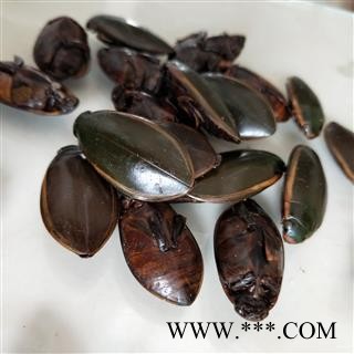 中药材龙虱 金边龙虱 龙虱粉 水鳖虫 射尿龟图4
