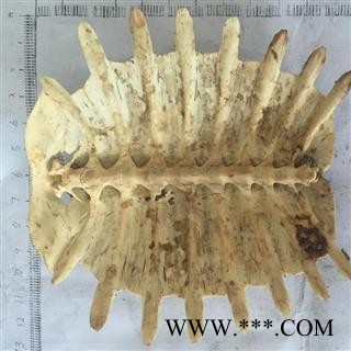 新辉药业正品鳖甲 上甲 团圆甲图2